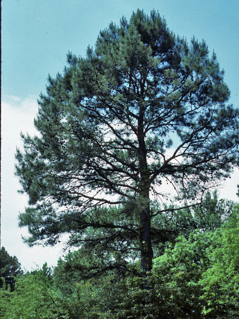 Shortleaf Pine  Missouri Department of Conservation