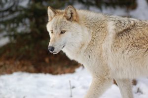 Tundra Wolf Facts, Adaptations, Pictures