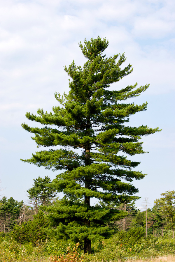 Eastern White Pine (Pinus strobus), Tree Facts, Habitat, Pictures