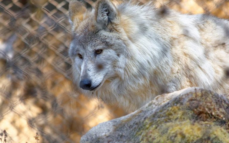 Tibetan Wolf Facts, Habitat, Behavior, Lifespan and Pictures