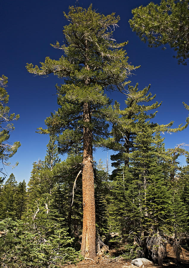 Western White Pine Facts, Growing Condition, Distribution, Habitat and