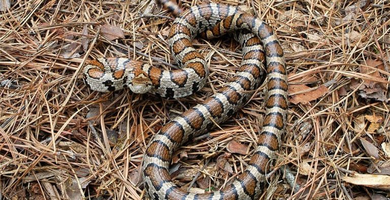 Eastern Milk Snake Facts, Size, Distribution, Habitat, and Pictures