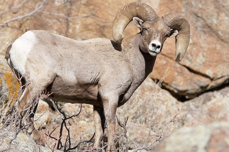 Bighorn Sheep Facts, Distribution and Habitat, Lifespan, Diet, and Pictures