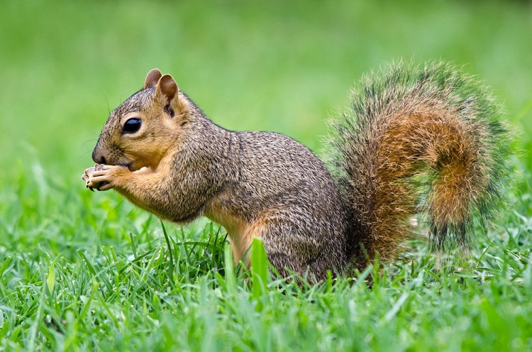 Eastern Gray Squirrel Facts, Range, Diet, Call, Lifespan, & Pictures