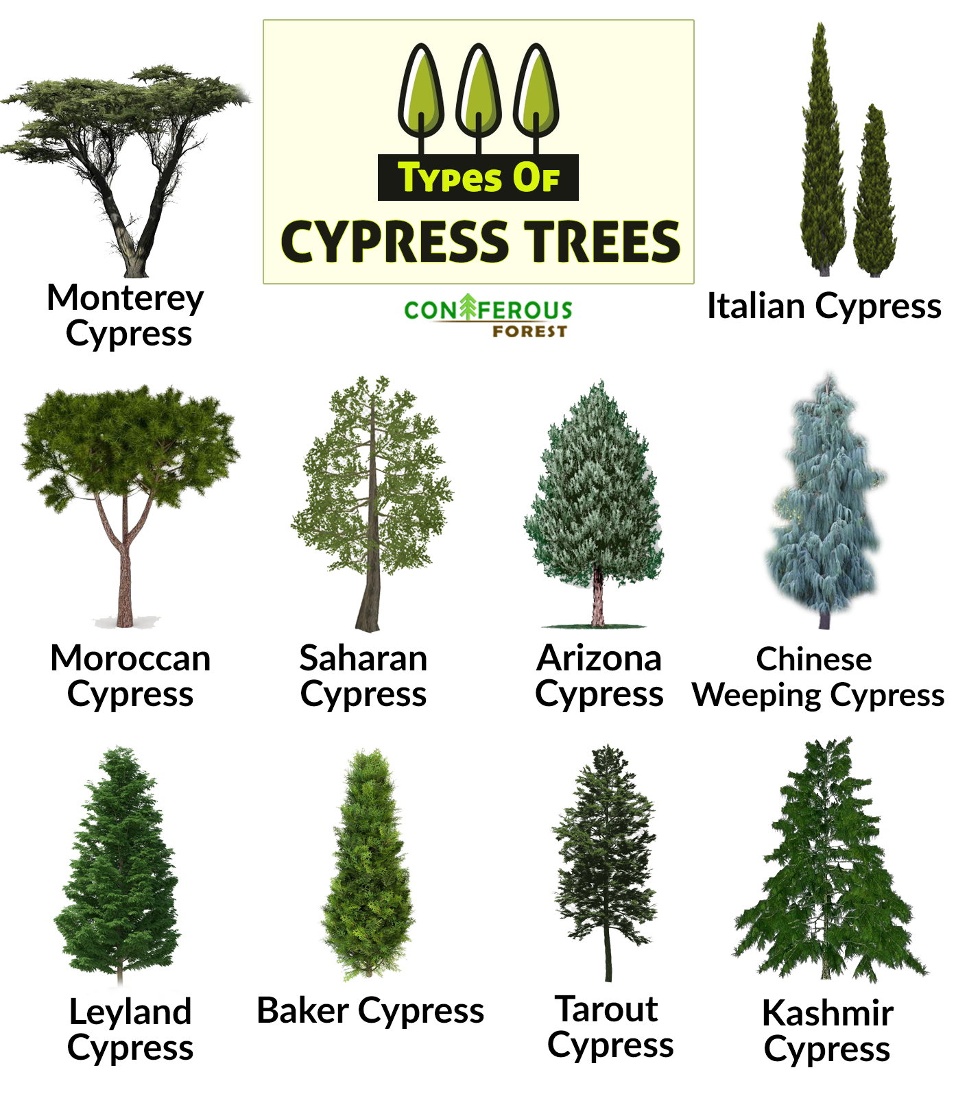 pictures of different types of trees with their names
