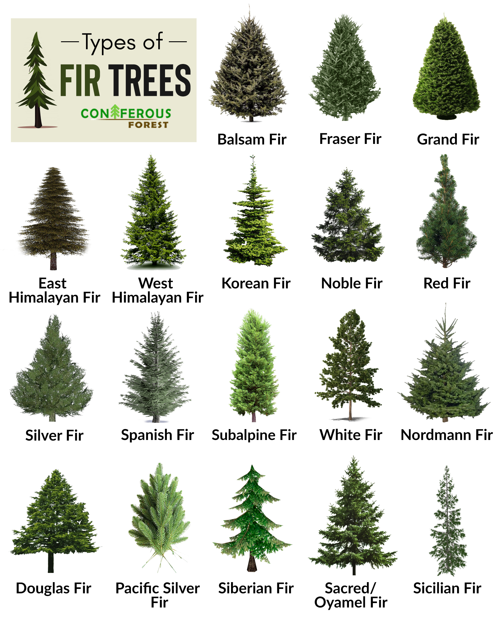Types Of Fir Christmas Trees