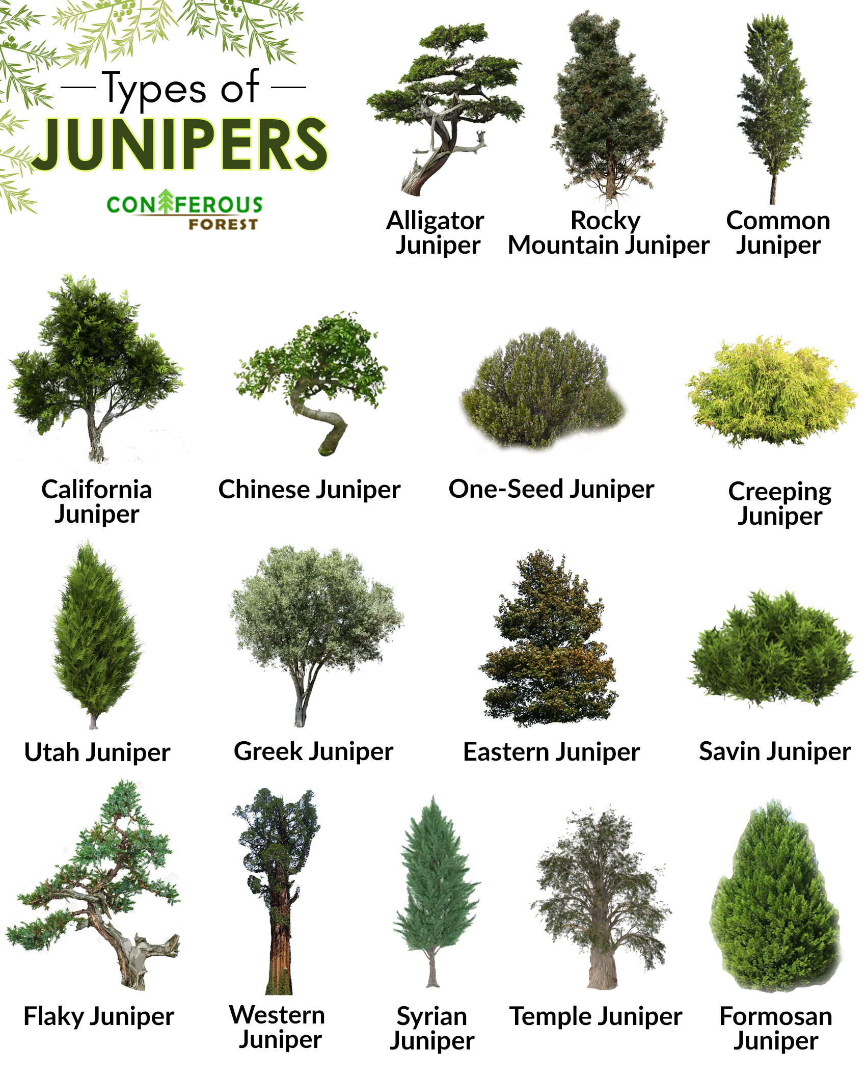 california juniper