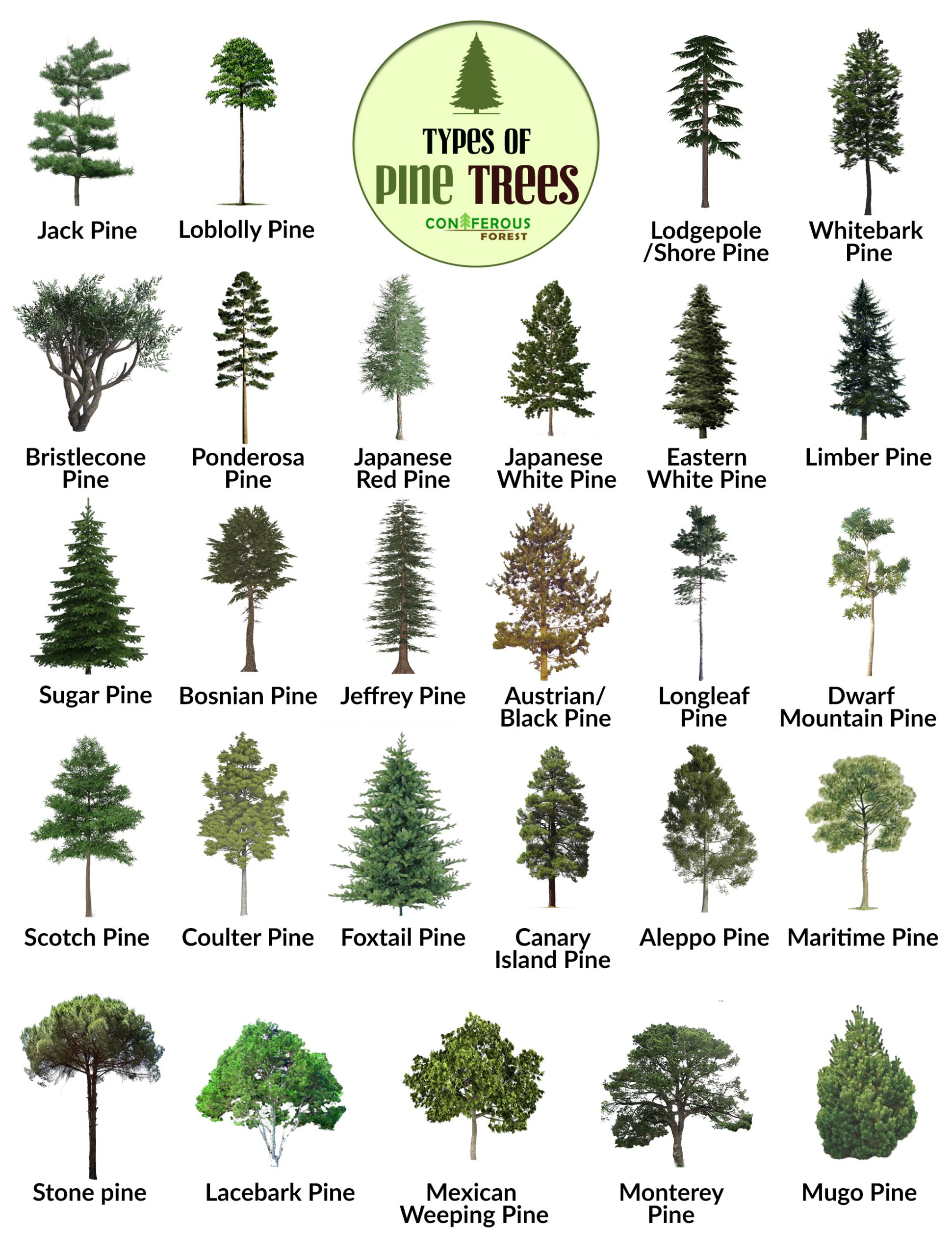 Pine, Description, Conifer, Genus, Species, Uses, Characteristics, & Facts