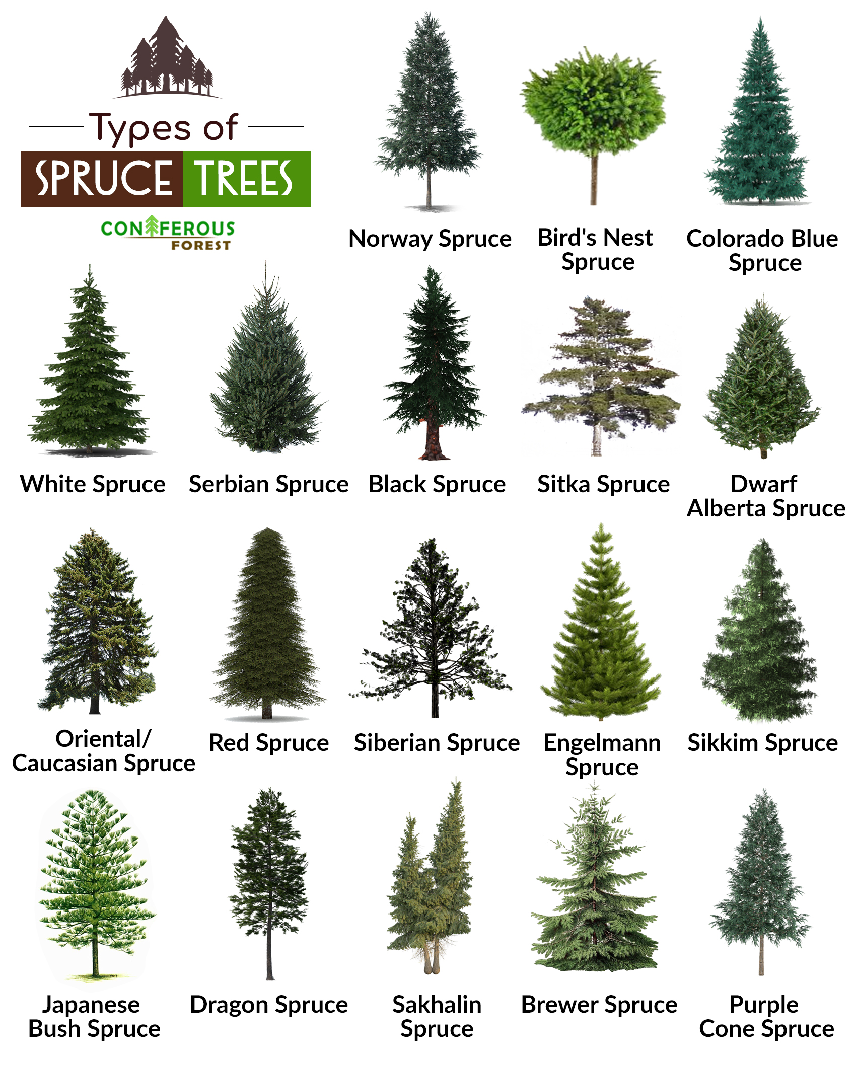 spruce tree leaves